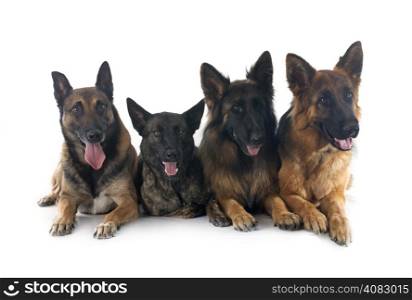 two german shepherds, a malinois and a ductch shepherd in front of white background