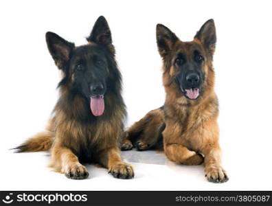two german shepherds in front of white background