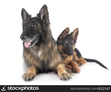 two german shepherds in front of white background