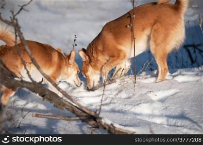 Two ginger dogs sniffing at snow. Friendship and fun.