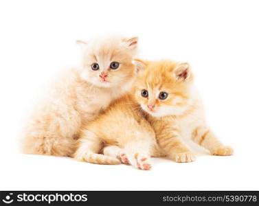 Two ginger kittens lying on white background