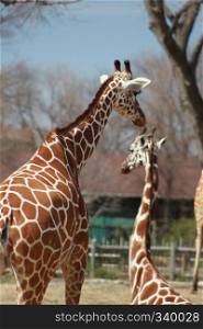 two giraffe appeaing paternal