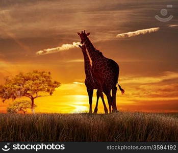 Two Giraffes Against The Sunset On A Hill