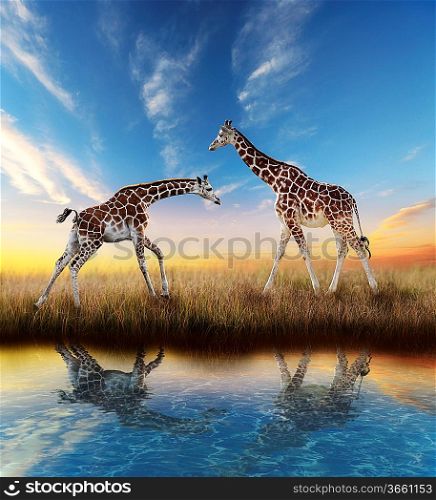 Two Giraffes At Sunset With Water Reflection