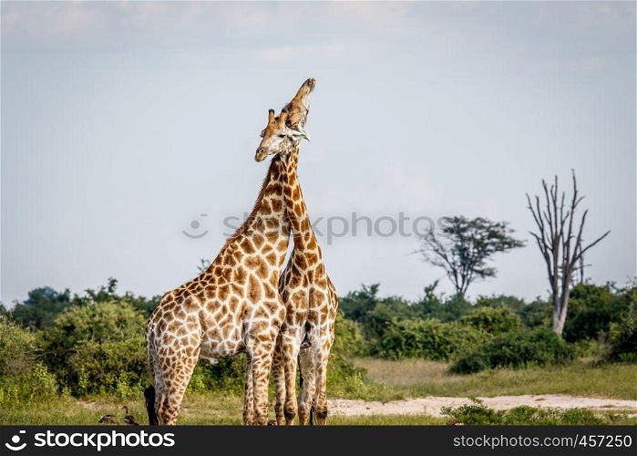Two Giraffes fighting in the Chobe National Park, Botswana.