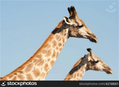 Two GIRAFFES (Giraffa camelopardalis) framed against clear light blue sky, Chobe National Park, Botswana