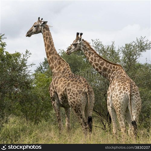 two giraffes in south africa on safari national kruger park