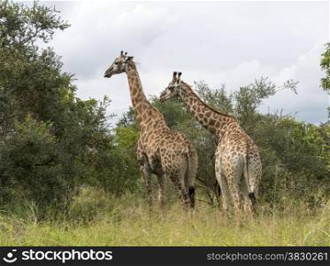 two giraffes in south africa on safari national kruger park