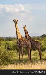 Two giraffes in the savannah of Tsavo East Park with their gaze towards us