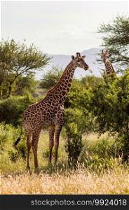 Two giraffes in the savannah of Tsavo East Park with their gaze towards us