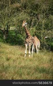 Two giraffes running if field on sunny day Giraffa Camelopardalis