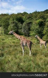 Two giraffes running if field on sunny day Giraffa Camelopardalis