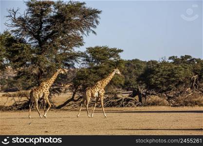 Two Giraffes walking in dry land scenery in Kgalagadi transfrontier park, South Africa ; Specie Giraffa camelopardalis family of Giraffidae. Giraffe in Kgalagadi transfrontier park, South Africa