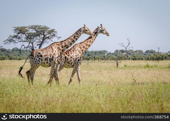 Two Giraffes walking in the grass in the Chobe National Park, Botswana.