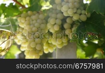 Two glasses of white wine and bunch of muscat white grapes, tracking shot