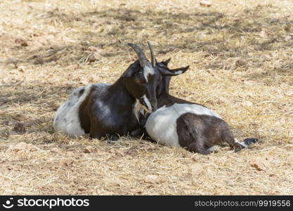 Two goats lie on the yellow grass. Color stock photo