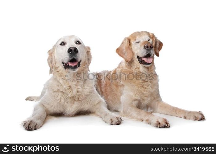 Two Golden Retriever dogs. Two Golden Retriever dogs in front of a white background. Dog on the right is blind.