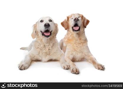 Two Golden Retriever dogs. Two Golden Retriever dogs in front of a white background. Dog on the right is blind.