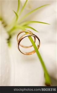 Two Golden Wedding Rings on flowers macro shot