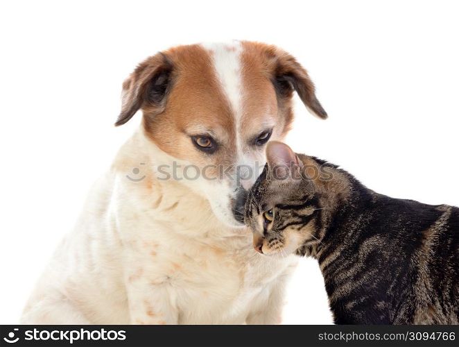Two good friends, dog and cat isolated on a white background