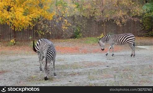 two Grant&acute;s zebras grazing in autumn Zoo