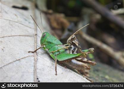 two grasshopper on leaf in deep forest
