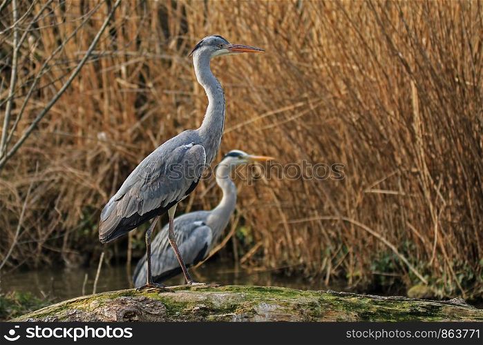 two gray herons at the pond