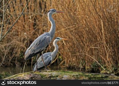 two gray herons at the pond