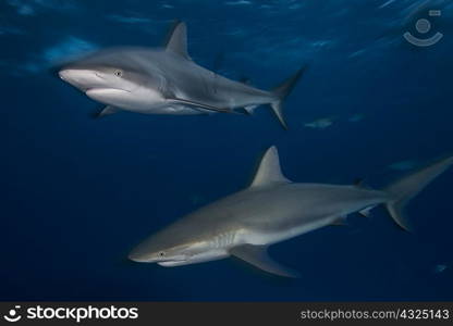 Two gray reef sharks (Carcharhinus amblyrhynchos) patrol the reefs north of the bahama banks in Bahamas