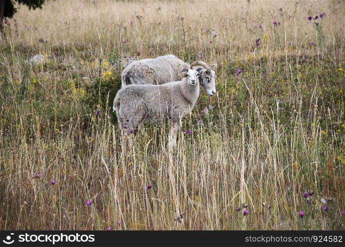 Two grazing sheep in a dry grassland with summer flowers