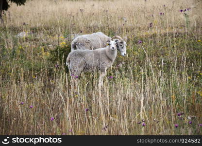 Two grazing sheep in a dry grassland with summer flowers