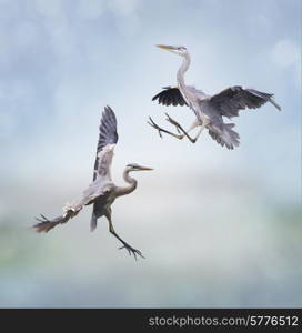 Two Great Blue Herons In Flight