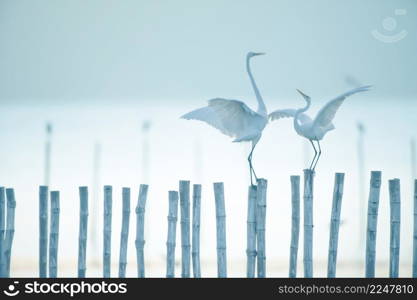 Two great egret perching on the stumps near a shoreline at dusk. Migratory wild birds. Bird migration. Motion blurred.