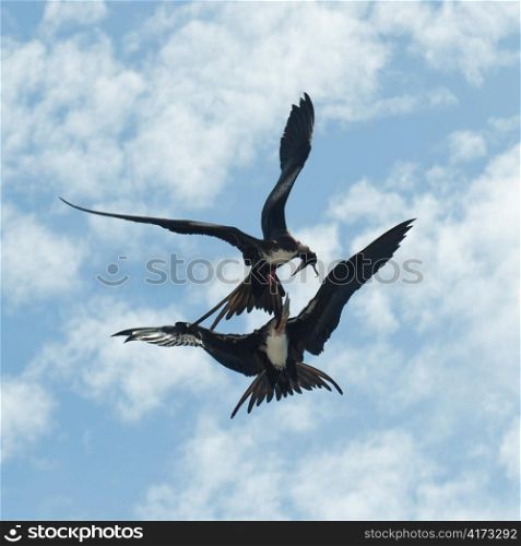 Two Great frigatebirds (Fregata minor) fighting in the sky, Genovesa Island, Galapagos Islands, Ecuador
