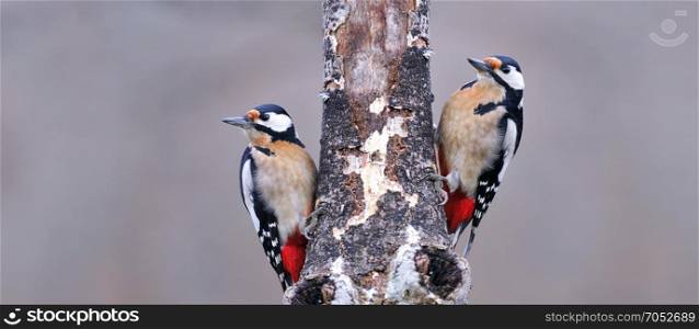 Two great spotted woodpecker perched on a log.
