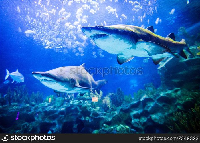 Two great white sharks underwater close up view. Two sharks underwater view