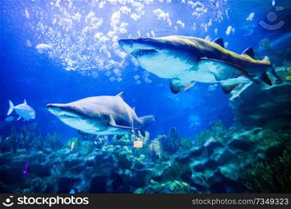 Two great white sharks underwater close up view. Two sharks underwater view