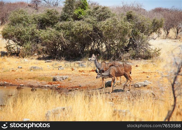 Two greater kudu antelopes (tragelaphus strepsiceros) in Etosha National Park, Namibia, Africa.