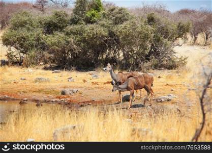 Two greater kudu antelopes (tragelaphus strepsiceros) in Etosha National Park, Namibia, Africa.