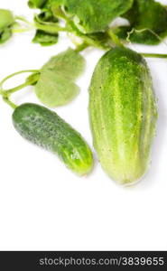 two green cucumber on a white background