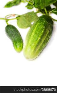 two green cucumber on a white background