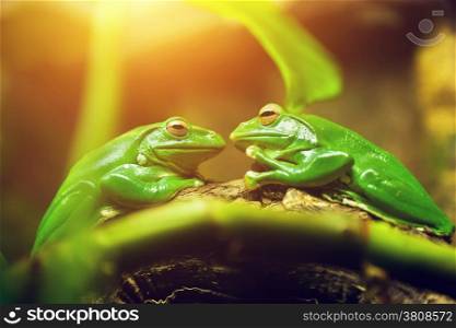 Two green frogs sitting on leaf looking on each other like a couple about to kiss.