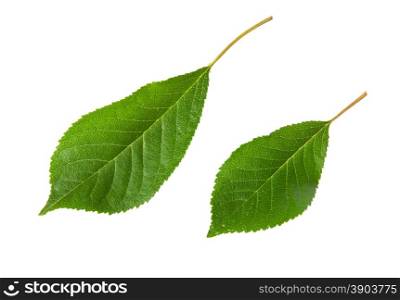 Two green leaves cherry isolated on white background