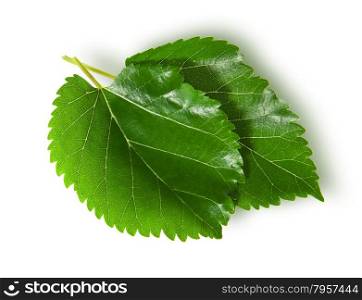 Two green leaves mulberry isolated on white background