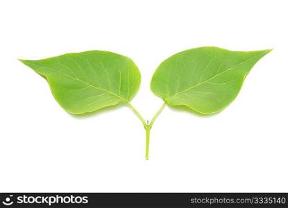 Two green lilac leaves isolated on white background.