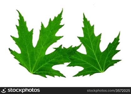 Two green maple leaves it is isolated