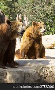 two Grizzlies looking sitting
