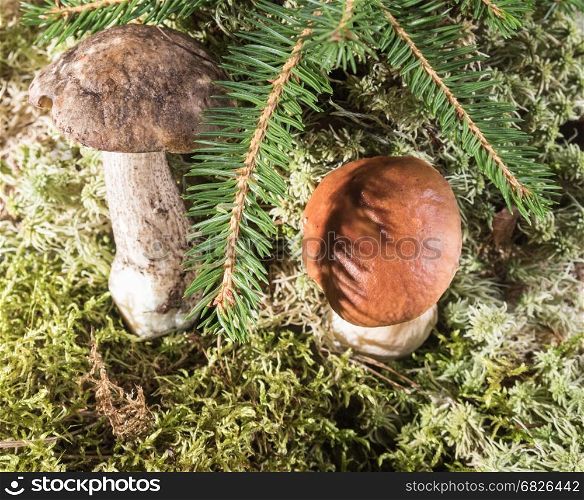 Two growing in the moss of the forest mushroom.. Growing under fir branch mushroom. Natural background