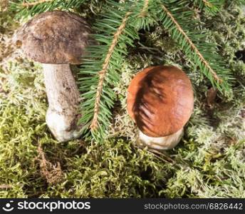 Two growing in the moss of the forest mushroom.. Growing under fir branch mushroom. Natural background