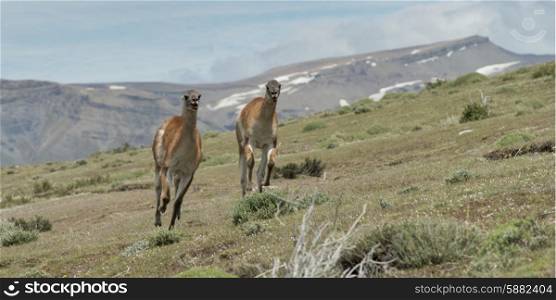 Two guanaco (Lama guanicoe) running in a field, Torres Del Paine National Park, Patagonia, Chile